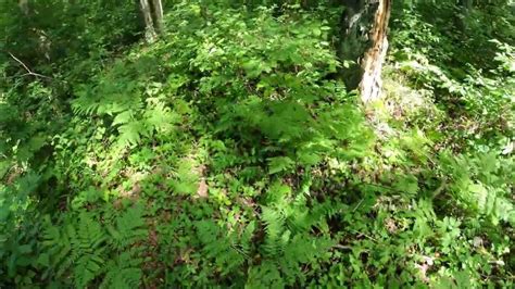 Rare plant survey Chequamegon-Nicolet National Forest, August 30, 2022 - YouTube