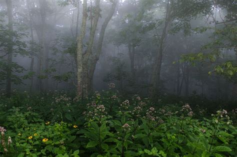 Mountain Flowers in Fog | Aesthetic desktop wallpaper, Fairy wallpaper, Fairycore wallpaper