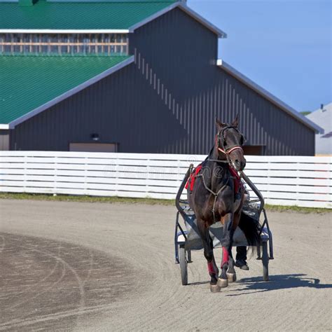 Harness Racing Equipment stock photo. Image of stall - 25279000