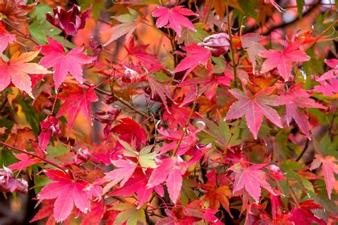 How to Grow and Care for Japanese Maple