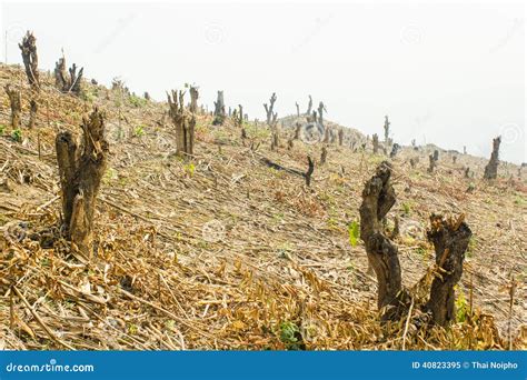 Slash and Burn Cultivation, Rainforest Cut and Burned To Plant Stock Image - Image of climate ...