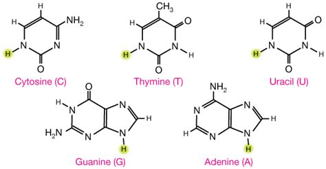 Nucleotide Bases