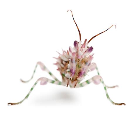 Spiny Flower Mantis Images | Free Vectors, Stock Photos & PSD