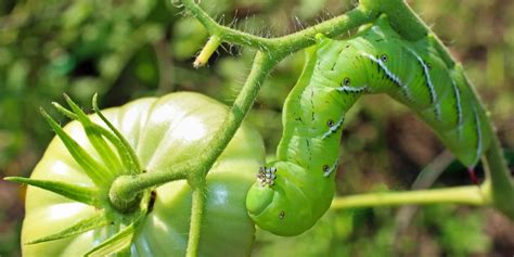 Tomato Hornworm Poop: What to Do When You See It - GFL Outdoors