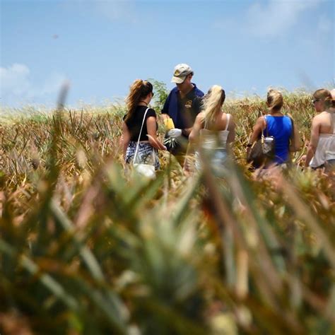 Maui Pineapple Tour | Pineapple Farm Tours in Maui, HI