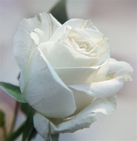 White Rose Free Stock Photo - Public Domain Pictures