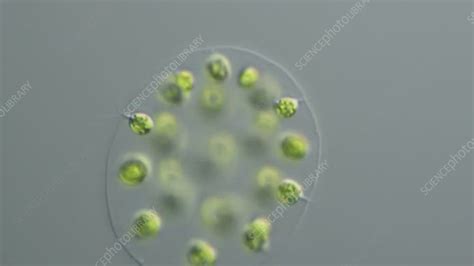 Eudorina algal colony, light microscopy - Stock Video Clip - K005/2244 ...