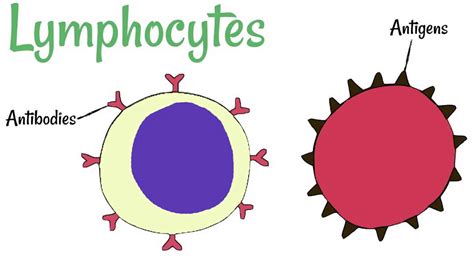 Lymphocytes function, types, normal range & causes of high or low ...