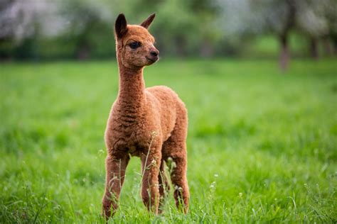 40 Adorable Alpaca Photos to Make You Smile | Reader's Digest