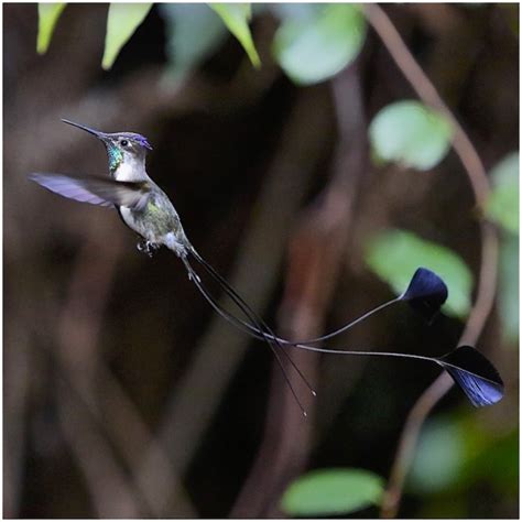 Marvelous Spatuletail - BirdForum Opus | BirdForum