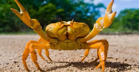 Freshwater Crabs: An Underappreciated Aquatic Species – ShrimpTips