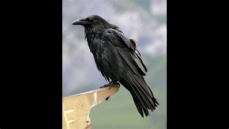 Ravens Mimic Human Speech - YouTube