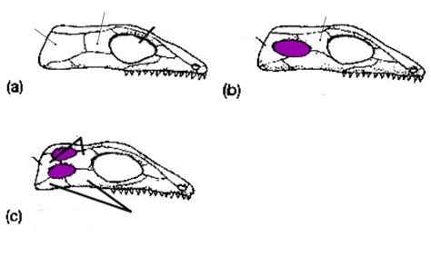 Basic Tetrapod Head Skeleton Anatomy Diagram | Quizlet