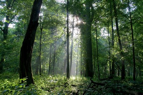 ENVI MEPs stand up for forests in bid for strong EU nature restoration ...