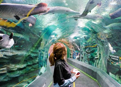 20 Enigmatic Facts About Lotte World Aquarium - Facts.net