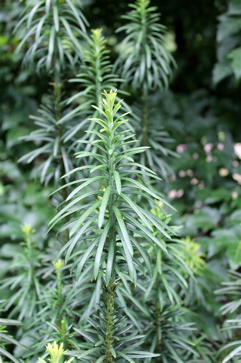 Japanese plum yew ‘Fastigiata’ | Garden Housecalls