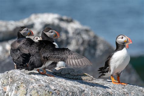 Behind The Story: Reporting On The Puffin Project On A Remote Maine Island | Maine Public