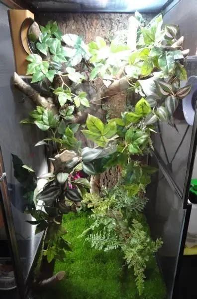 DIY Habitat to Safely Keep Your Chameleon | Reptiles' Cove