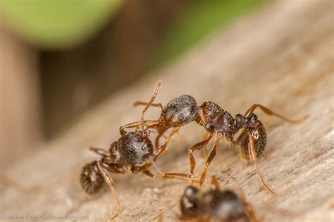 Tetramorium Caespitum Ants Battle on May 3rd 2015 | Flickr