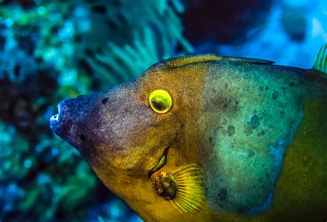 60+ Filefish Fish Reef Caribbean Sea Stock Photos, Pictures & Royalty ...