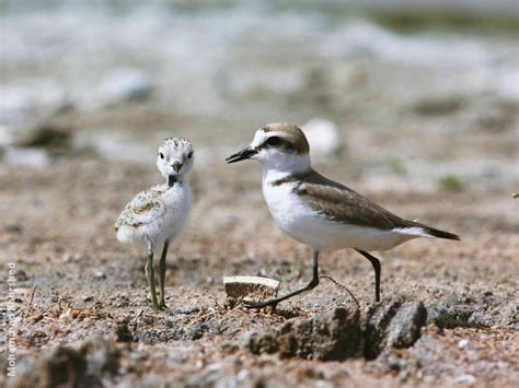 Kentish Plover | KuwaitBirds.org