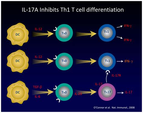 IL-17 Inhibits T Cells Producing IFN-γ Via IL-17R. Under conditions in ...