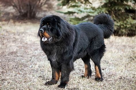 The largest dog breeds in the world: 16 giant dogs – Pup Breeds