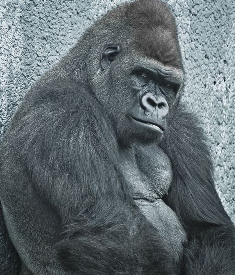 Gorilla, Silverback gorilla, Silverback gorilla strength