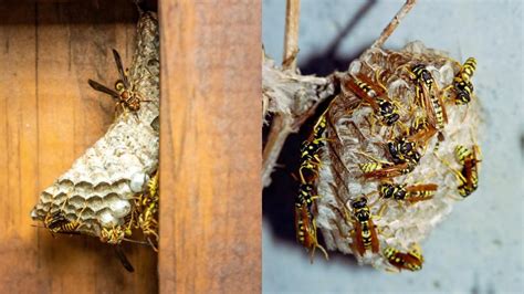 Hornet Nest vs. Wasp Nest | Similarities, Differences, and How to Get Rid of Them - Pest Samurai