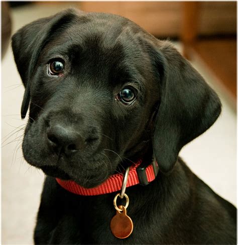 25 Cute Labrador Retriever Puppies Pictures And Images