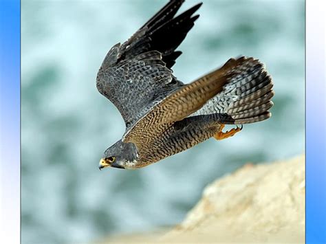 Spreebird wildlife: Shaheen SHAHEEN FALCON (Military state-bird of the Pakistan Air Force)