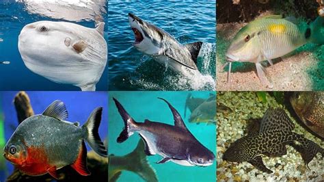 Salt Vs. Fresh Water Fish: Different Types of Fish Explained