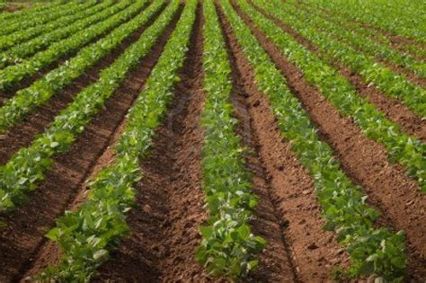 row crops - Google Search | Farm scenery, Row crop, Planting potatoes