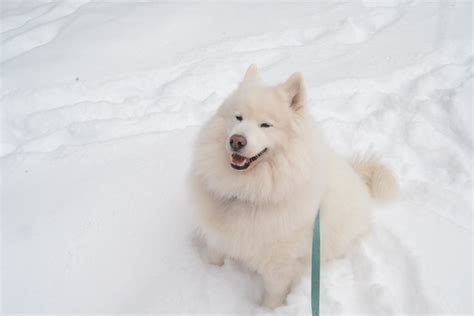 samoyed dog in snow | Flickr - Photo Sharing!