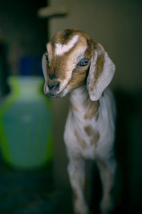 Close-up of a Goat · Free Stock Photo