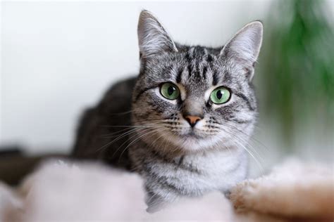 15 Gray Cat Breeds Worth Purring Over