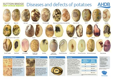 Potato diseases and defects | AHDB