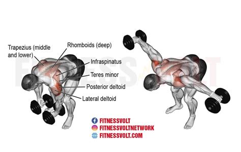 Dumbbell Bent-Over Lateral Raise (Shoulders) – Fitness Volt