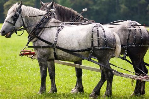 Amish Horses: Breeds, Treatment, And Uses.