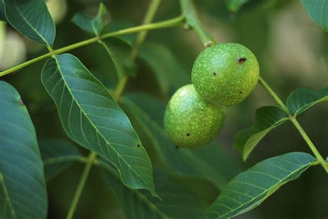 walnut, Nuts, Leaves, Tree, Summer Wallpapers HD / Desktop and Mobile ...