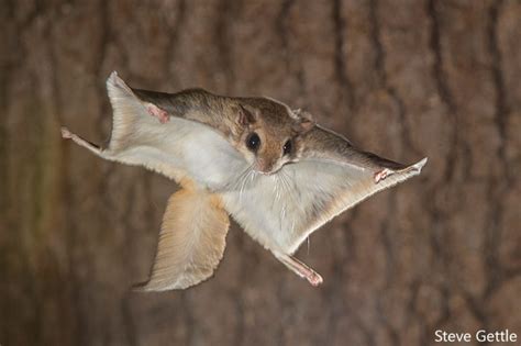 Flying Squirrels - Backyard Wildlife Solutions