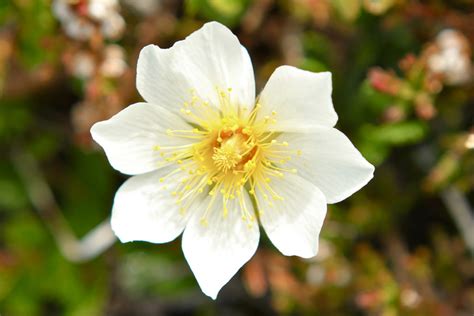 Plants in Iceland | Flora Under the Arctic Circle | Guide to Iceland