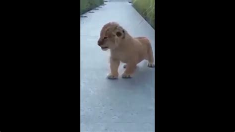 Baby Lion Roar - YouTube