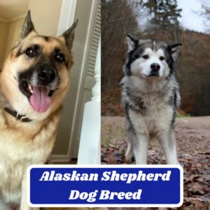 Alaskan Shepherd Dog Breed: Information, Appearance, and Characteristics