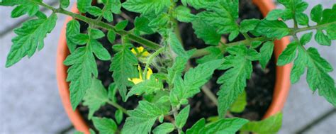 Tomato Container Gardening | All-America Selections