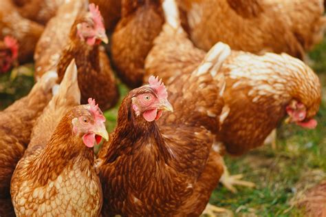 When to Cull Backyard Chickens and How to do it Humanely - Polystead