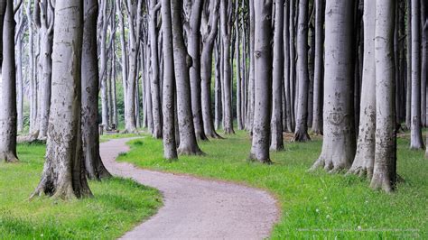 Free download | HD wallpaper: Beech Trees, West Pomerania, Meckenburg-Vorpommern, Germany ...