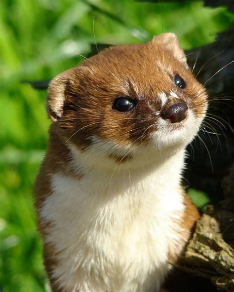 The smallest carnivorous mammal... The Least or Pygmy Weasel (Mustela ...