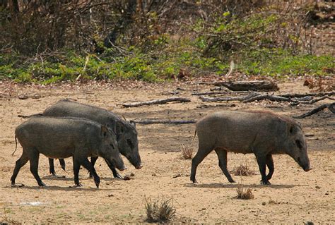 File:Flickr - Rainbirder - Wild Boar Sows.jpg - Wikipedia, the free encyclopedia