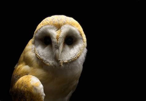 PETA's Simple Tips to Help Barn Owls Get By in Life | PETA